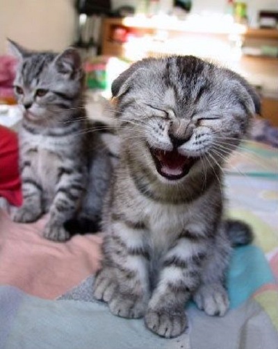Smějící se kočička