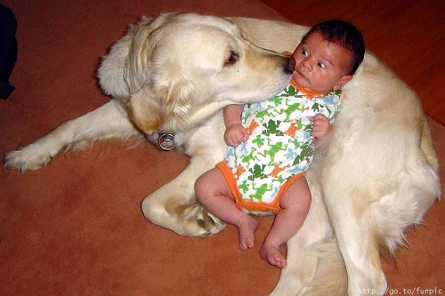 Pes a vyděšené miminko