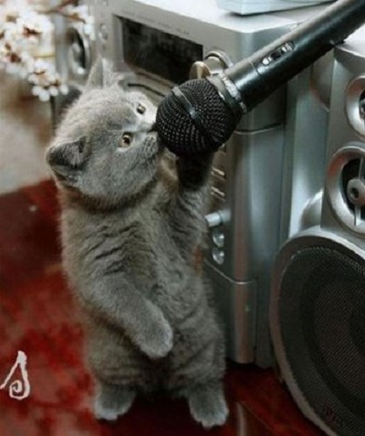 Zpívající kočičí hvězda