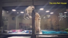 Kočička ve zverimexu přeskočí sklo, aby mohla být se svým psím kamarádem!