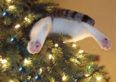 Kočky milují sundavání Vánočních stromků!