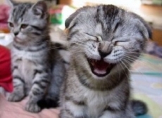 Smějící se kočička