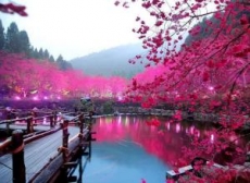 Romantický pohled na alej rozkvetlých třešní na Taiwanu