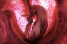 Neskutečně nádherné obrázky zvířátek v děloze