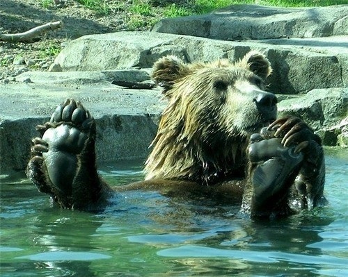 Medvěd si dává koupel