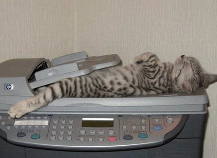 Unavené kotě si ustlalo na tiskárně