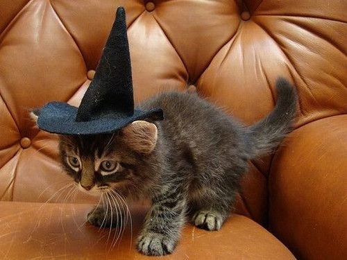 Kočičí čarodějnice 