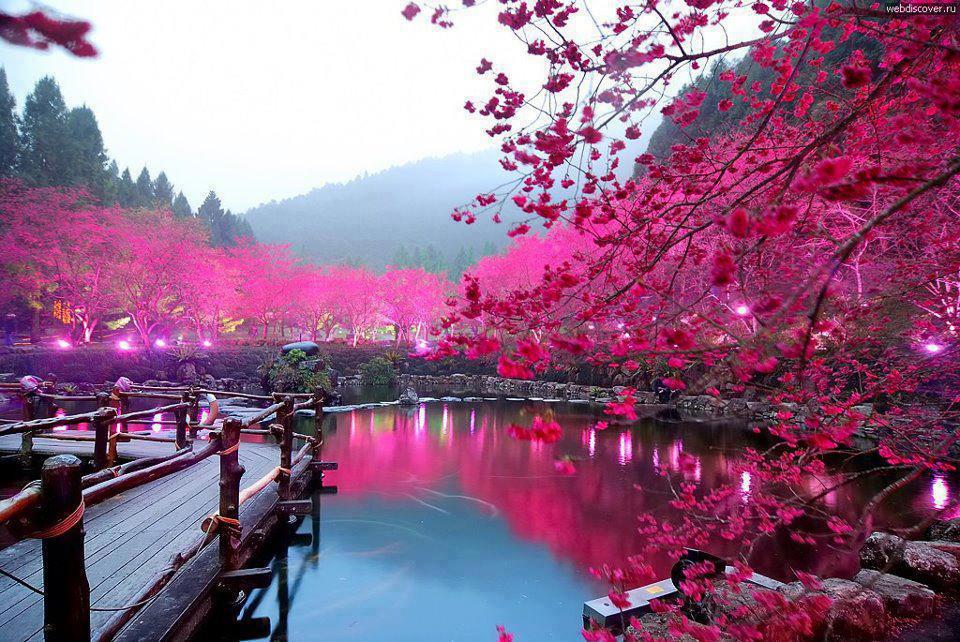 Romantický pohled na alej rozkvetlých třesní na Taiwanu